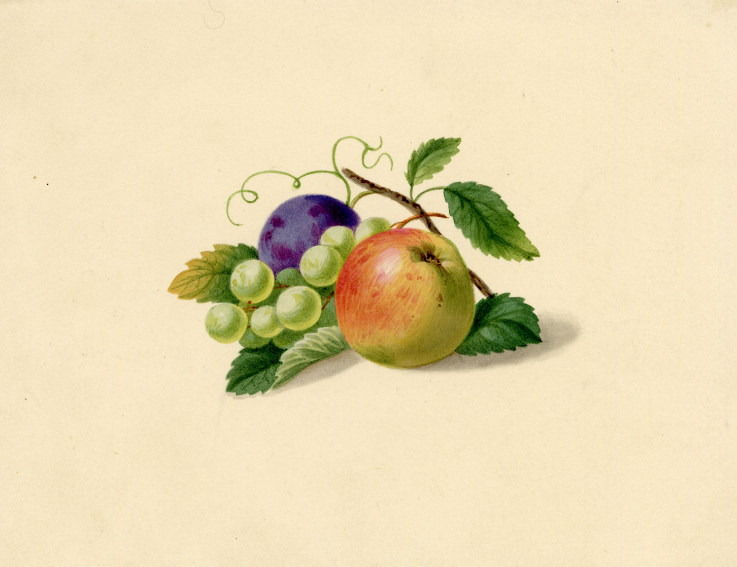 Fruit Still Life with Apple, Plum & Grapes – c.1831 watercolour painting