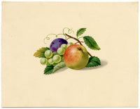 Fruit Still Life with Apple, Plum & Grapes – c.1831 watercolour painting