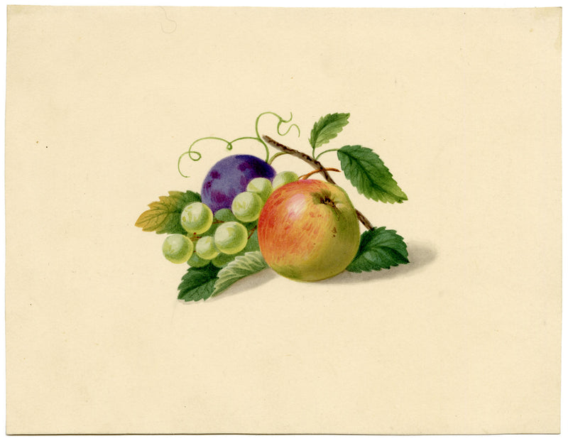 Fruit Still Life with Apple, Plum & Grapes – c.1831 watercolour painting
