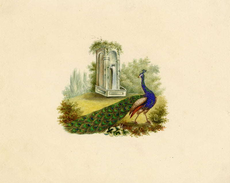 Peacock Bird Picturesque Capriccio – Original c.1831 watercolour painting