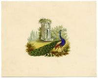 Peacock Bird Picturesque Capriccio – Original c.1831 watercolour painting