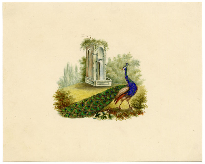 Peacock Bird Picturesque Capriccio – Original c.1831 watercolour painting