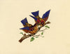 Pair of Sunbirds on a Branch – Original c.1831 watercolour painting