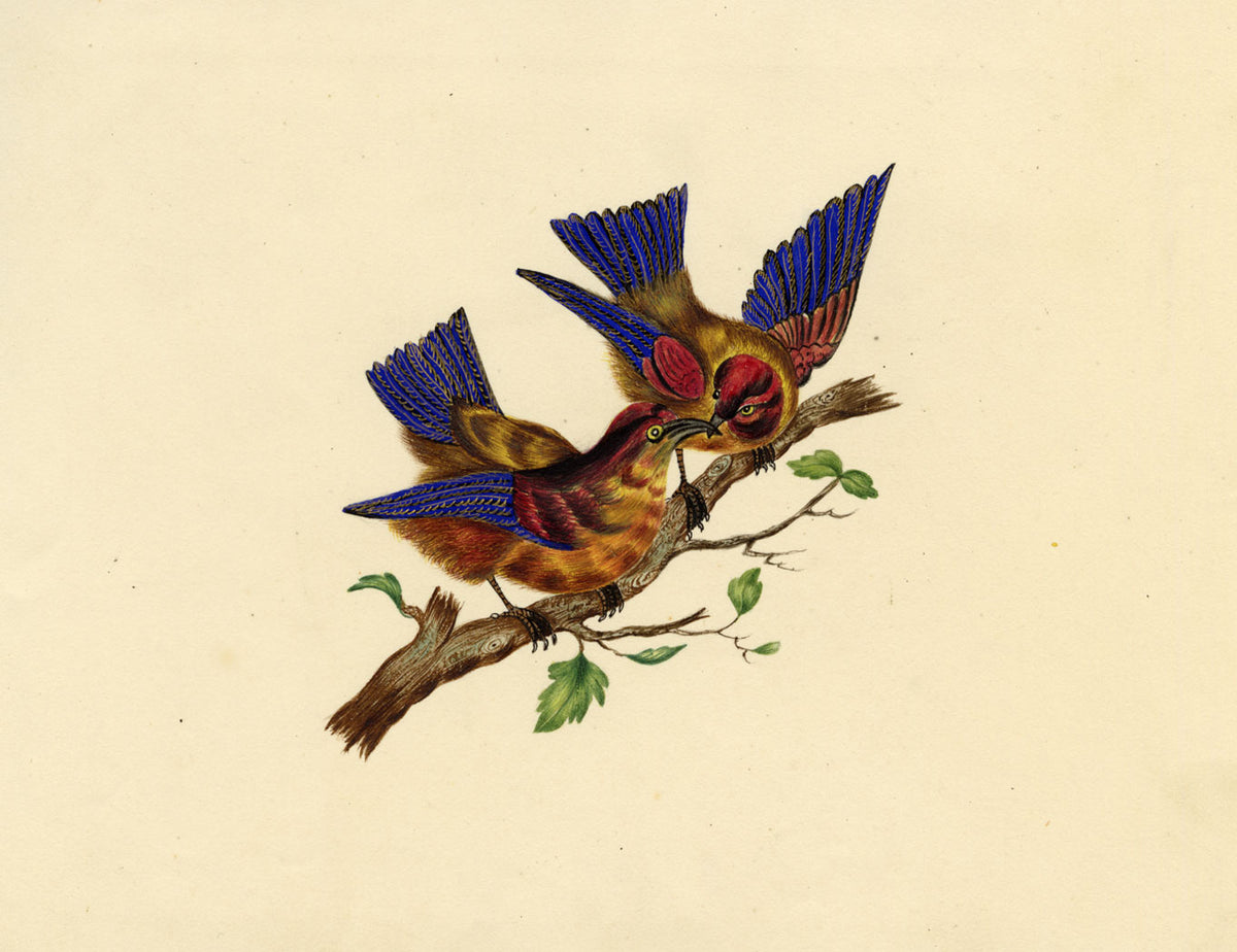Pair of Sunbirds on a Branch – Original c.1831 watercolour painting