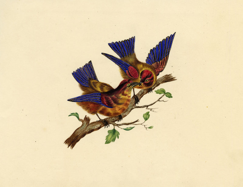 Pair of Sunbirds on a Branch – Original c.1831 watercolour painting
