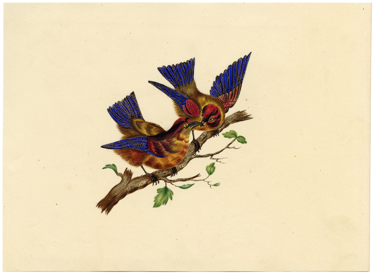 Pair of Sunbirds on a Branch – Original c.1831 watercolour painting