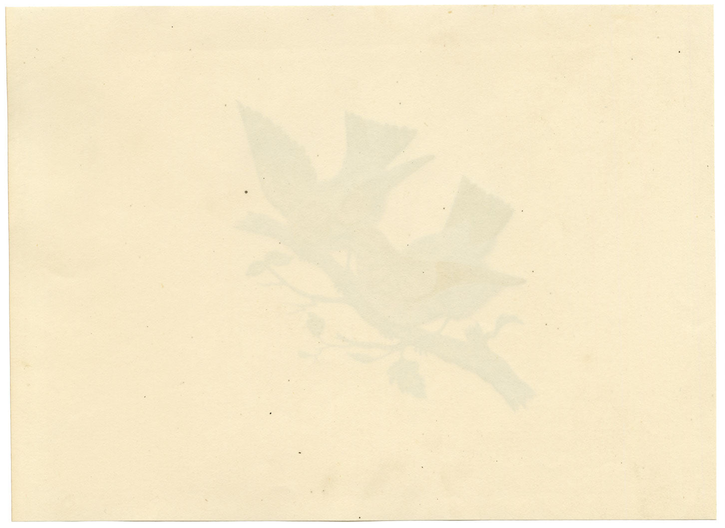 Pair of Sunbirds on a Branch – Original c.1831 watercolour painting