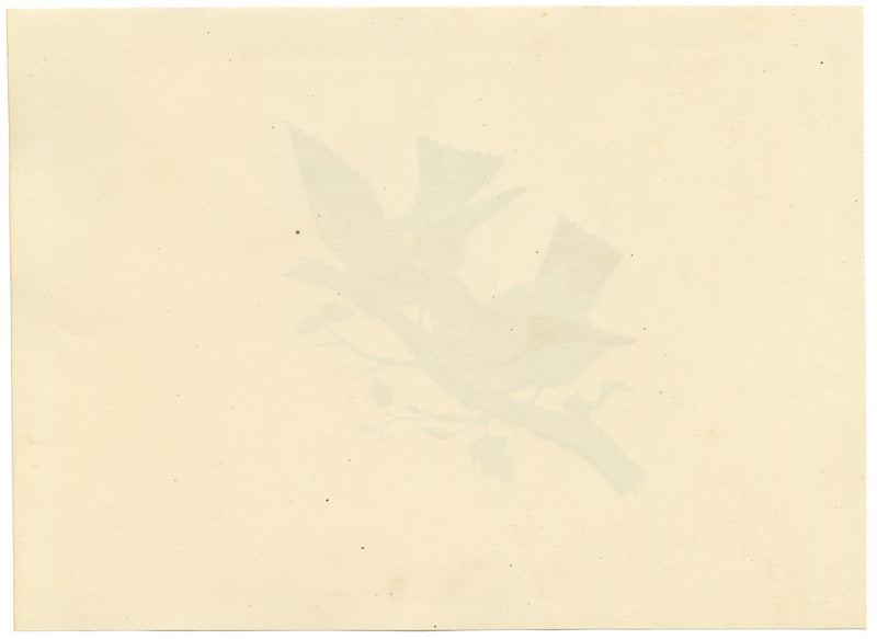 Pair of Sunbirds on a Branch – Original c.1831 watercolour painting