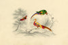 Green-wing, Chinese Pheasant & Parrot Birds – c.1831 watercolour painting