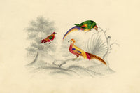 Green-wing, Chinese Pheasant & Parrot Birds – c.1831 watercolour painting