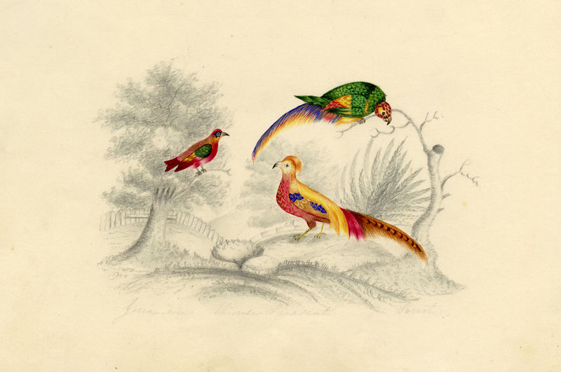 Green-wing, Chinese Pheasant & Parrot Birds – c.1831 watercolour painting