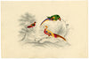 Green-wing, Chinese Pheasant & Parrot Birds – c.1831 watercolour painting