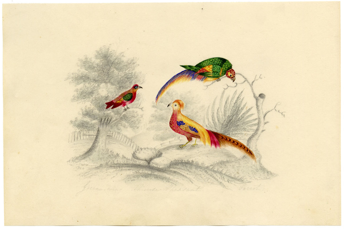 Green-wing, Chinese Pheasant & Parrot Birds – c.1831 watercolour painting