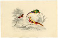 Green-wing, Chinese Pheasant & Parrot Birds – c.1831 watercolour painting