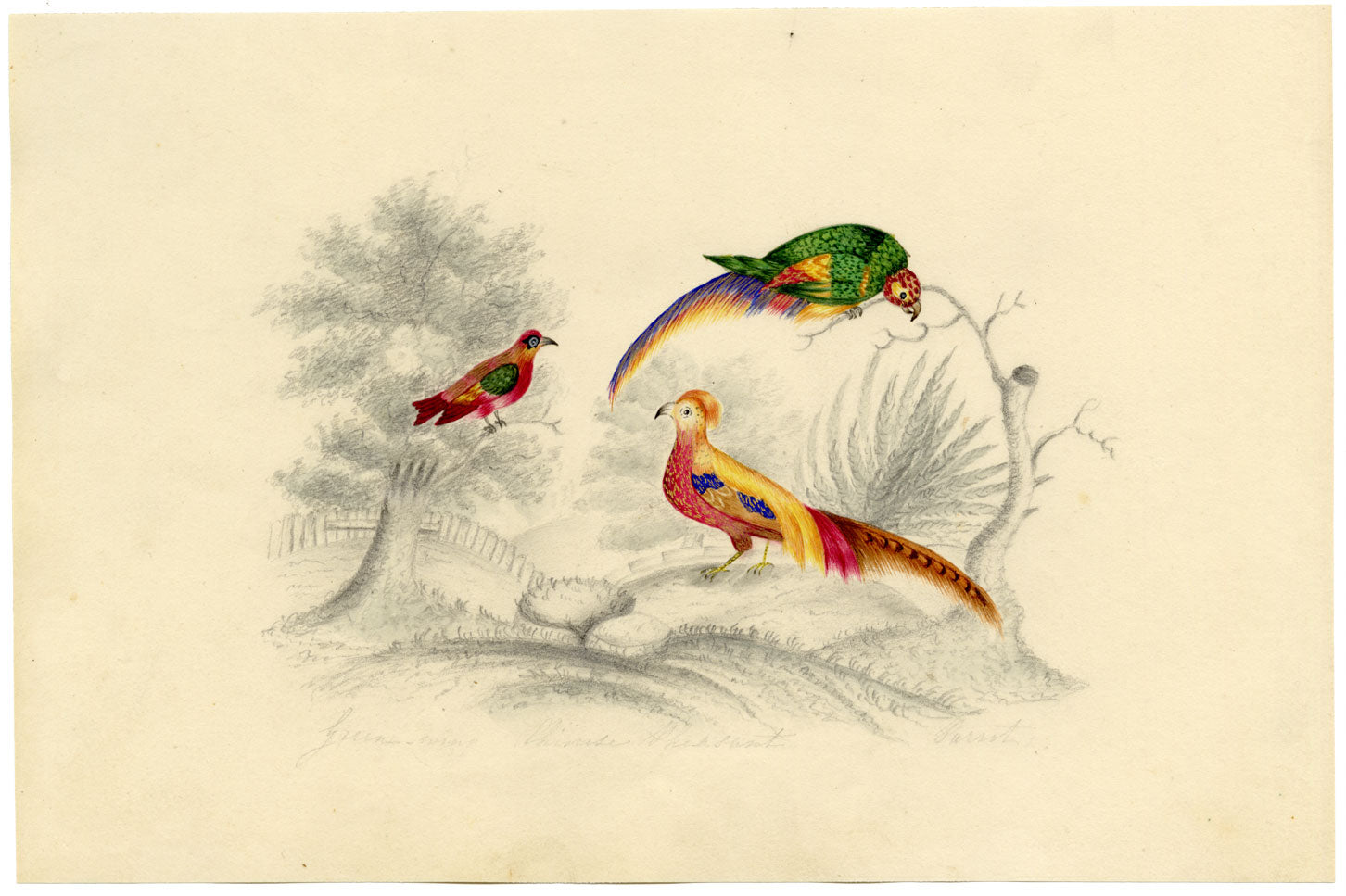Green-wing, Chinese Pheasant & Parrot Birds – c.1831 watercolour painting