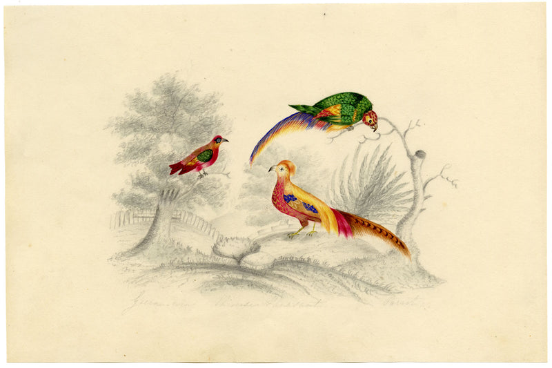 Green-wing, Chinese Pheasant & Parrot Birds – c.1831 watercolour painting