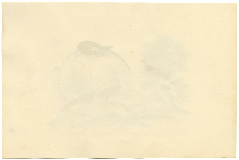 Green-wing, Chinese Pheasant & Parrot Birds – c.1831 watercolour painting