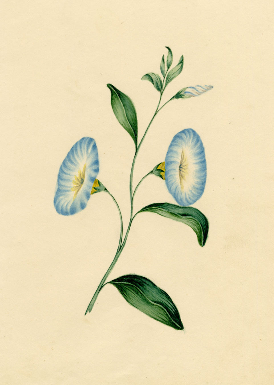 Morning Glory Flower – Original c.1831 watercolour painting