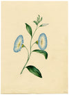 Morning Glory Flower – Original c.1831 watercolour painting