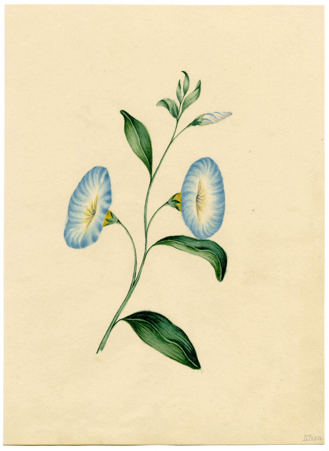 Morning Glory Flower – Original c.1831 watercolour painting