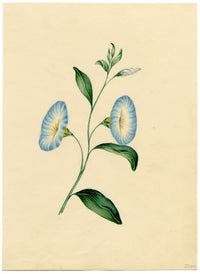 Morning Glory Flower – Original c.1831 watercolour painting