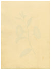 Morning Glory Flower – Original c.1831 watercolour painting