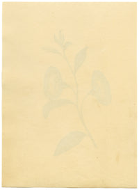 Morning Glory Flower – Original c.1831 watercolour painting