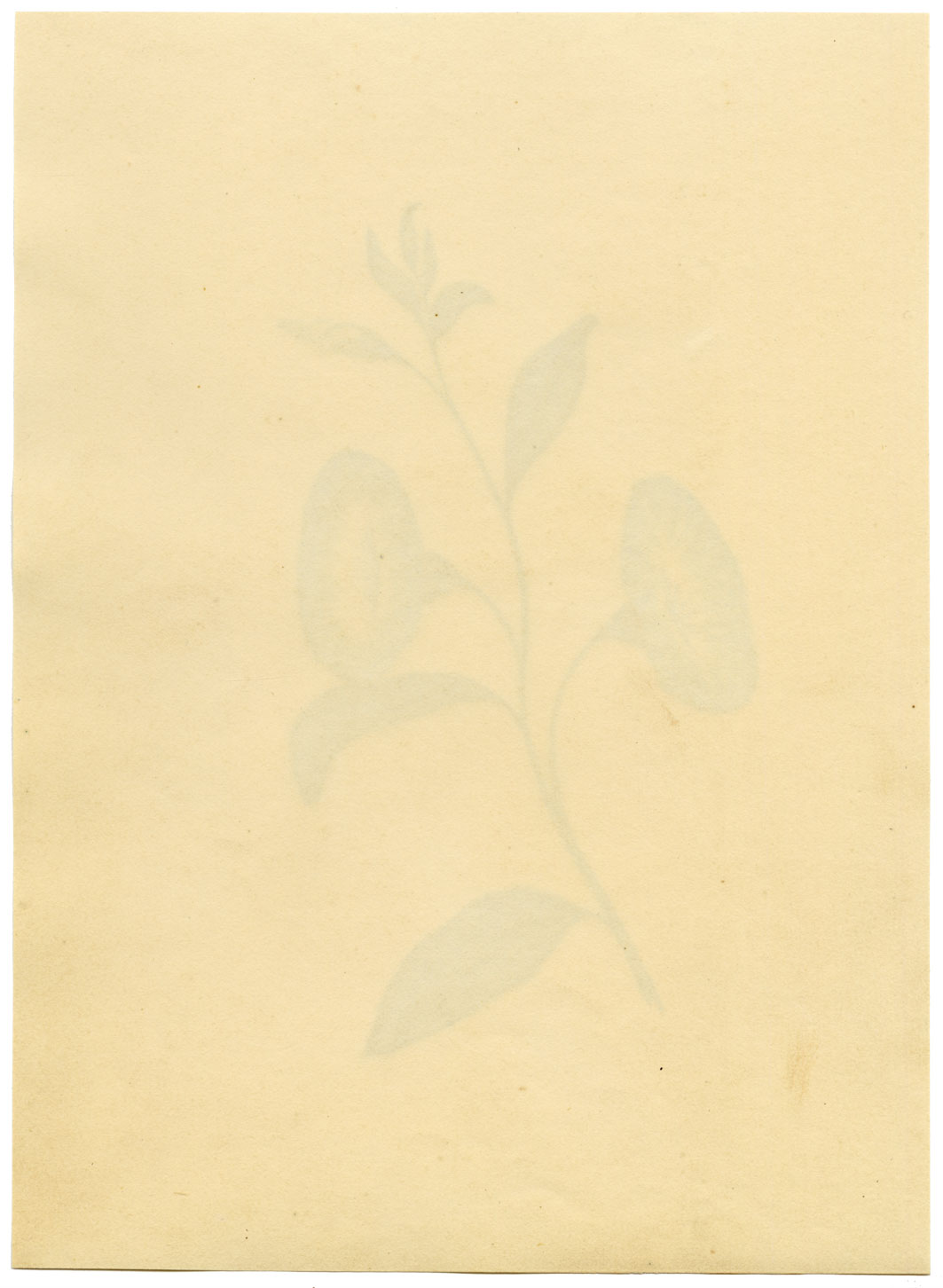 Morning Glory Flower – Original c.1831 watercolour painting