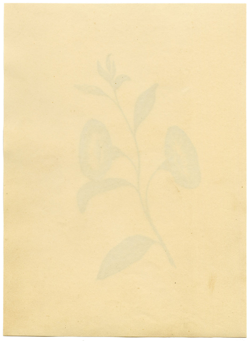 Morning Glory Flower – Original c.1831 watercolour painting