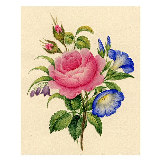 Pink Rose Posy Painted Papercut – Original c.1831 watercolour painting