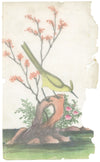 Antique 19th-century Chinese Pith Painting – Yellow Crested Bird
