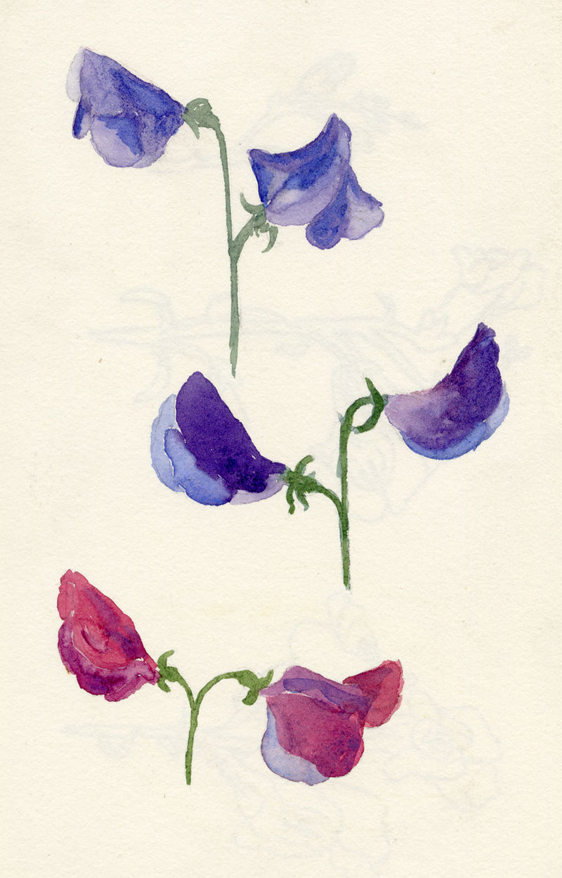 Pickford Robert Waller, Arts & Crafts Sweet Pea Study – c.1890s watercolour