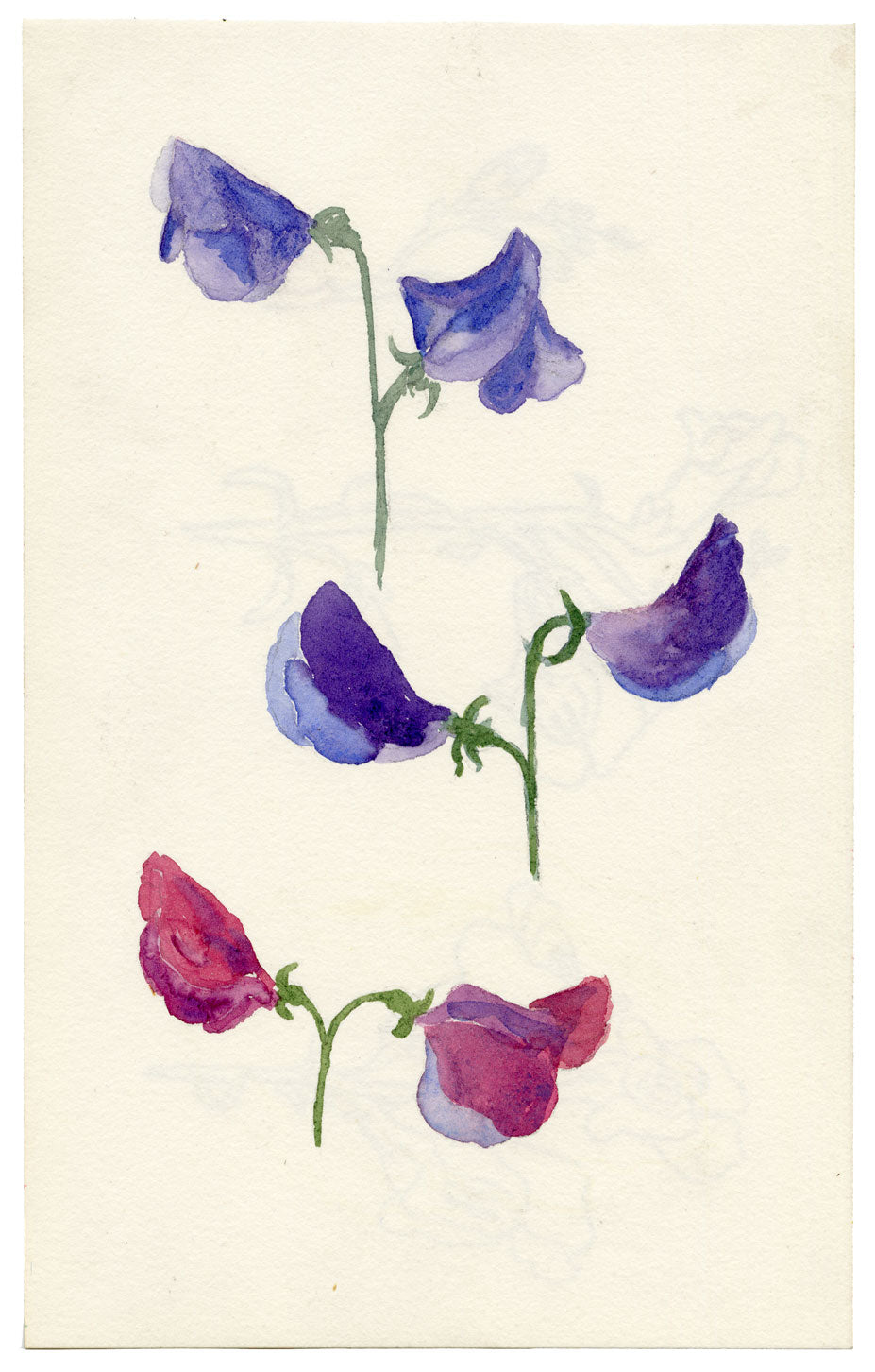 Pickford Robert Waller, Arts & Crafts Sweet Pea Study – c.1890s watercolour
