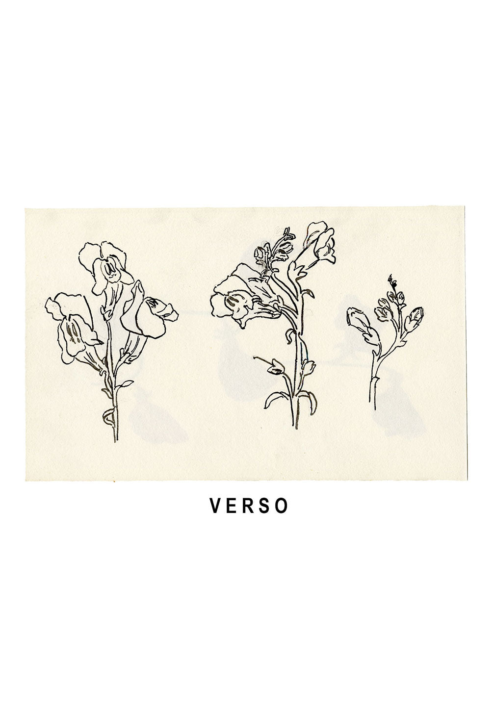 Pickford Robert Waller, Arts & Crafts Sweet Pea Study – c.1890s watercolour