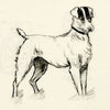 Pickford Robert Waller, Jack Russell Terrier Dog – c.1890s pen & ink drawing