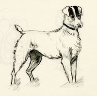 Pickford Robert Waller, Jack Russell Terrier Dog – c.1890s pen & ink drawing