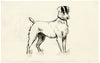 Pickford Robert Waller, Jack Russell Terrier Dog – c.1890s pen & ink drawing