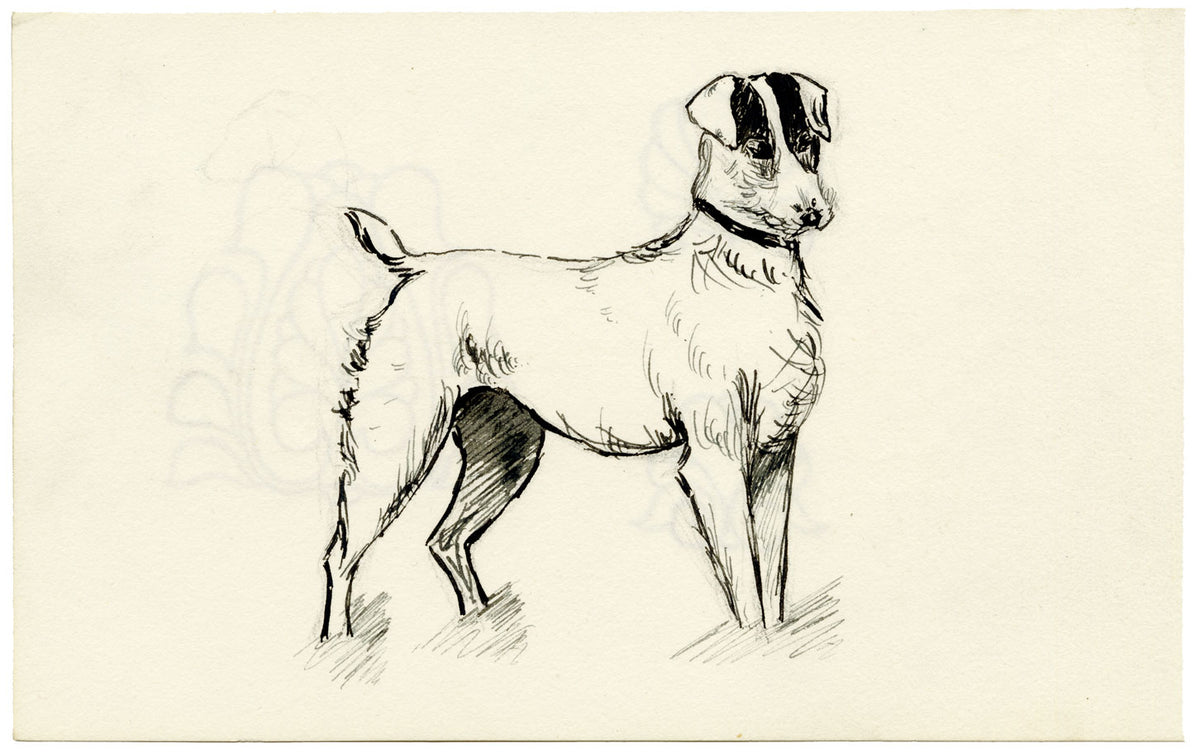 Pickford Robert Waller, Jack Russell Terrier Dog – c.1890s pen & ink drawing