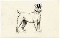 Pickford Robert Waller, Jack Russell Terrier Dog – c.1890s pen & ink drawing
