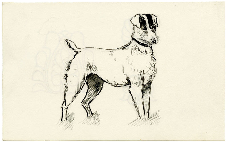 Pickford Robert Waller, Jack Russell Terrier Dog – c.1890s pen & ink drawing