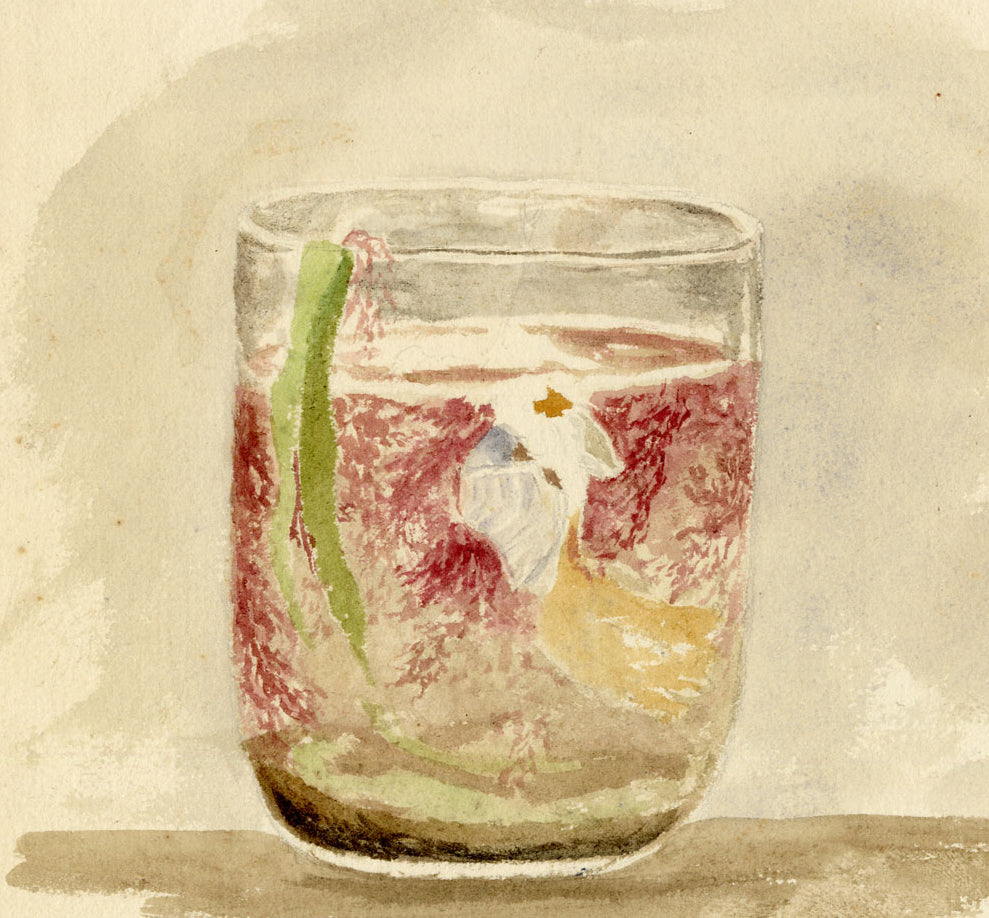 Isabella Hunter, Curious Sea Creatures Found at Spitall, Scottish Borders – 1876 watercolour painting