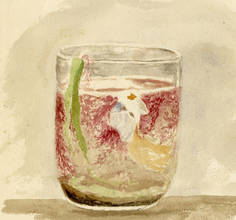 Isabella Hunter, Curious Sea Creatures Found at Spitall, Scottish Borders – 1876 watercolour painting