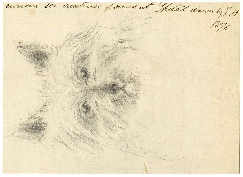 Isabella Hunter, Curious Sea Creatures Found at Spitall, Scottish Borders – 1876 watercolour painting