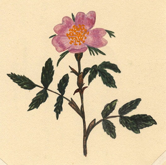 Botanical Watercolours 1880s: Elsie M. Dudley