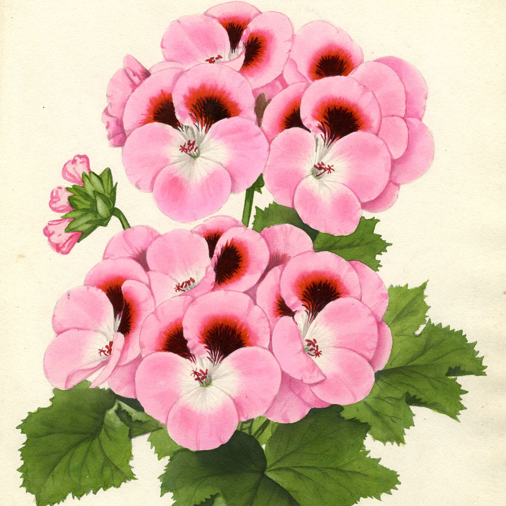 Botanical Illustrations: J.L. Macfarlane FRHS 1836–c.1913