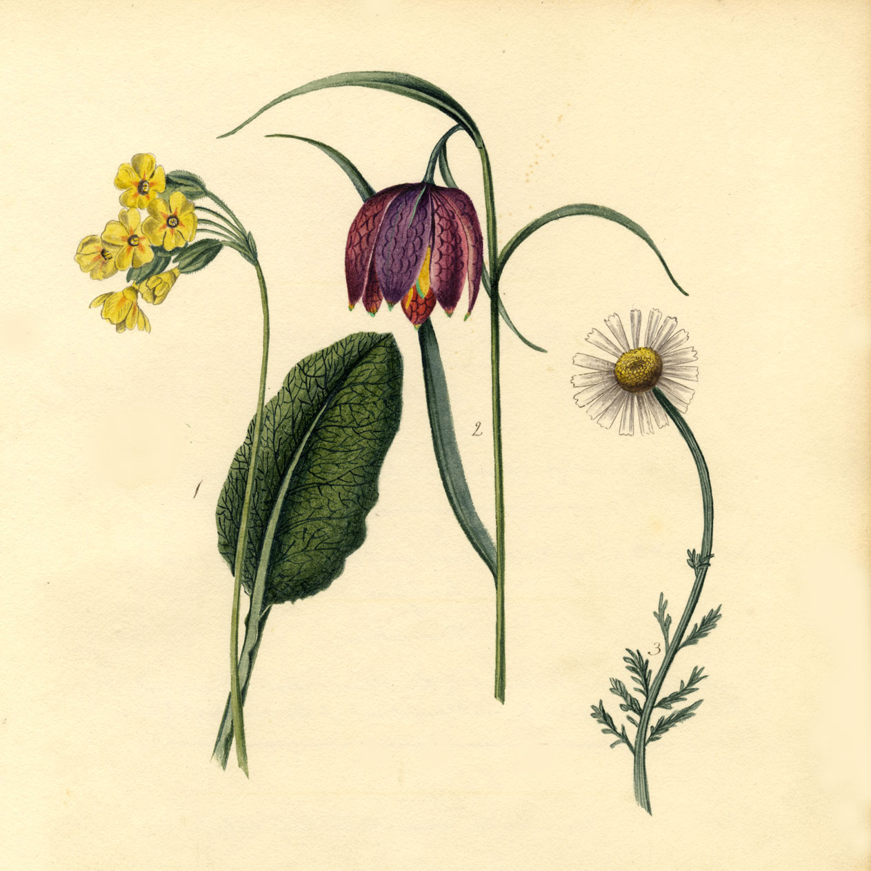 Field Flowers & Floriography: 1830s Botanical Watercolours