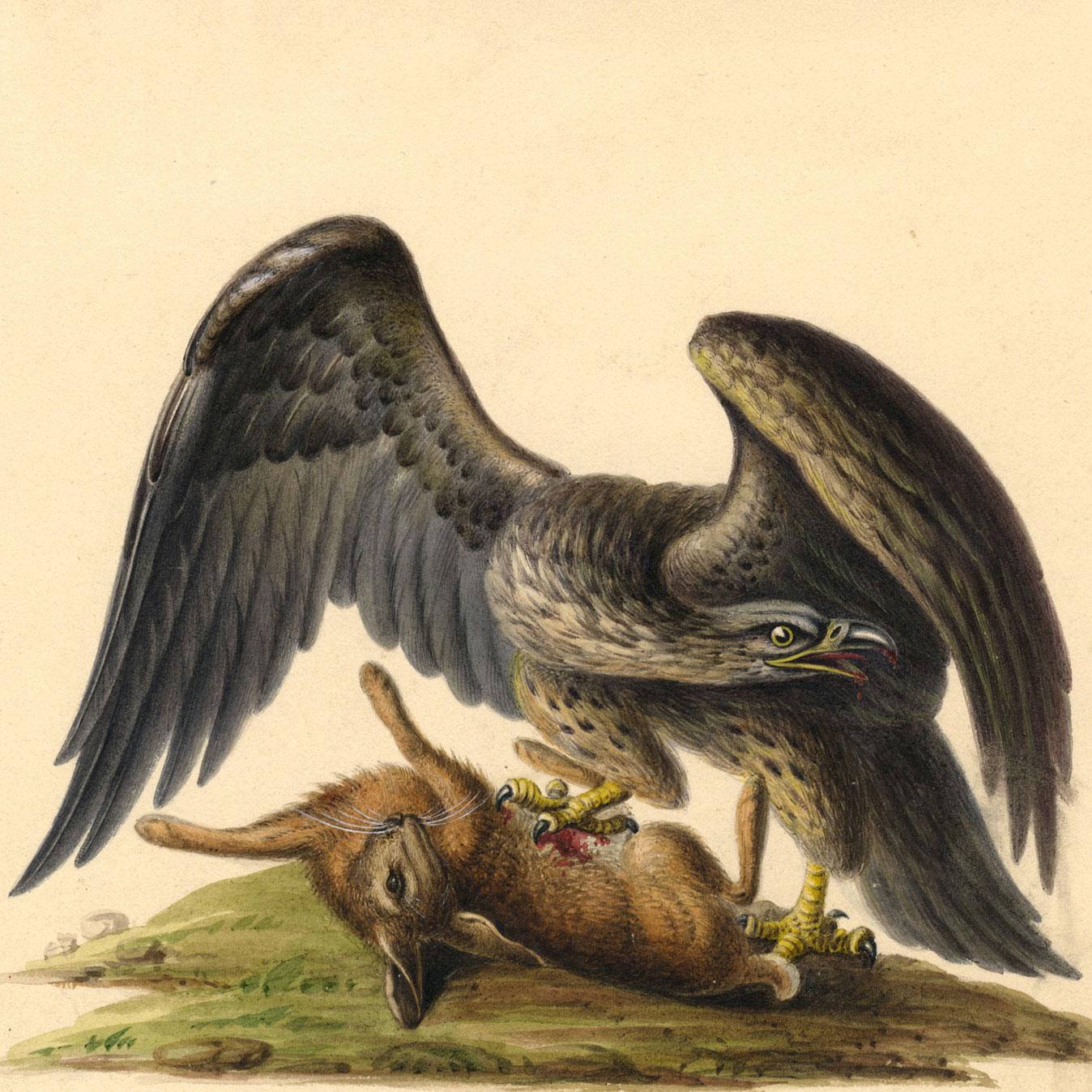 Birds: Exceptional Early 19th-century Works