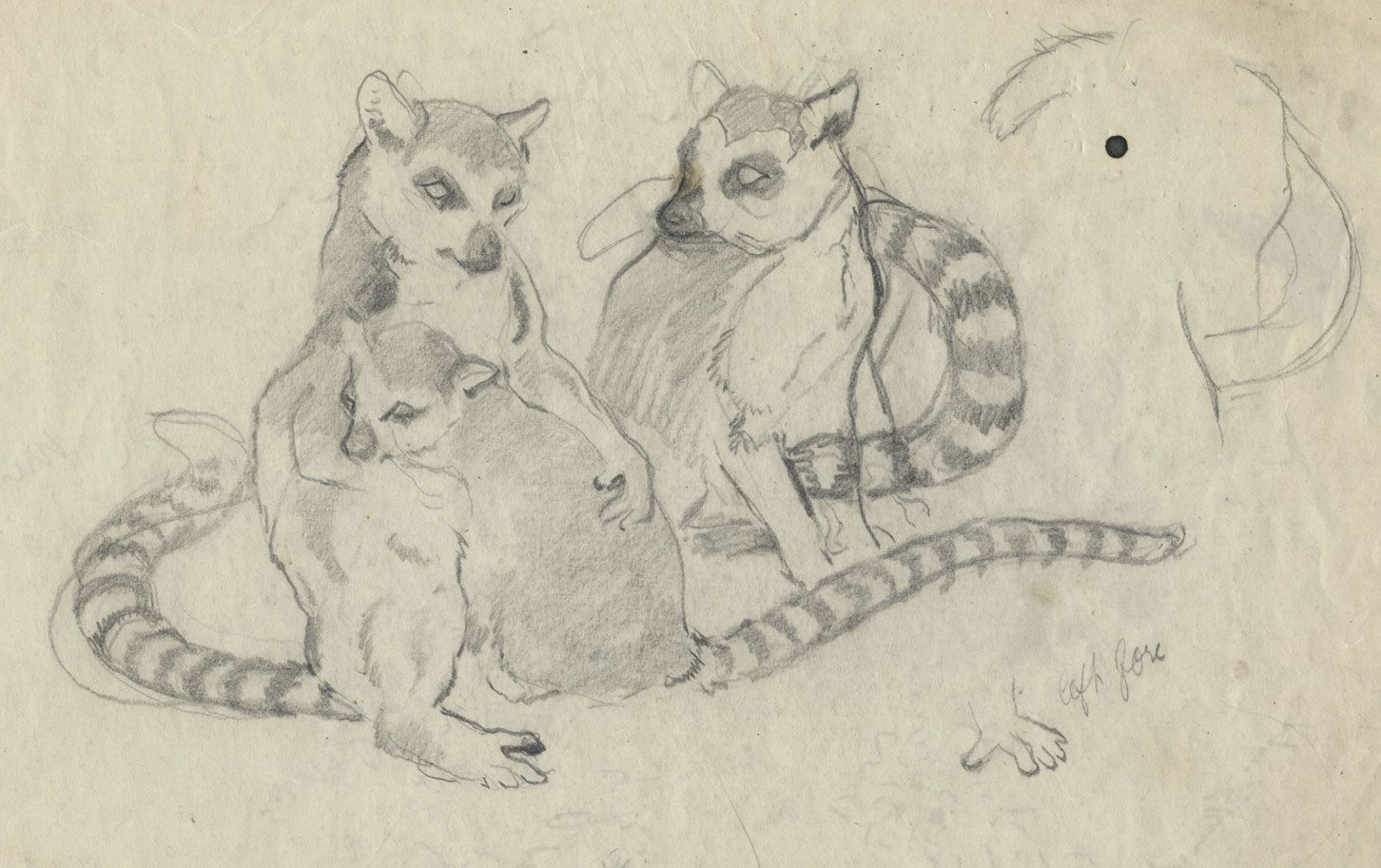 John Murray Thomson RSA, Lemur Study, London Zoo – Mid-20th-century drawing