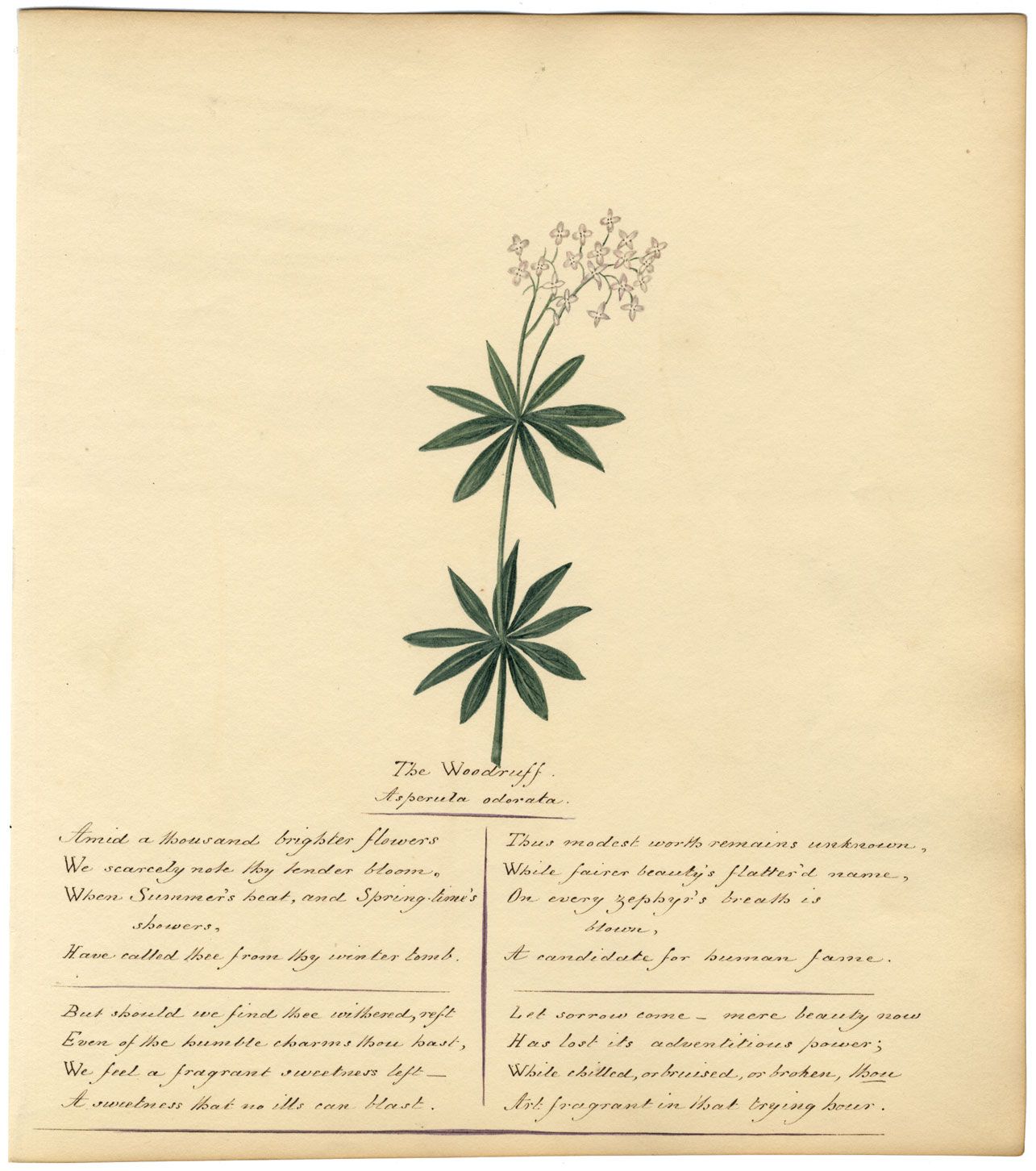 Woodruff Flower Original C 1830s Watercolour Painting Poem