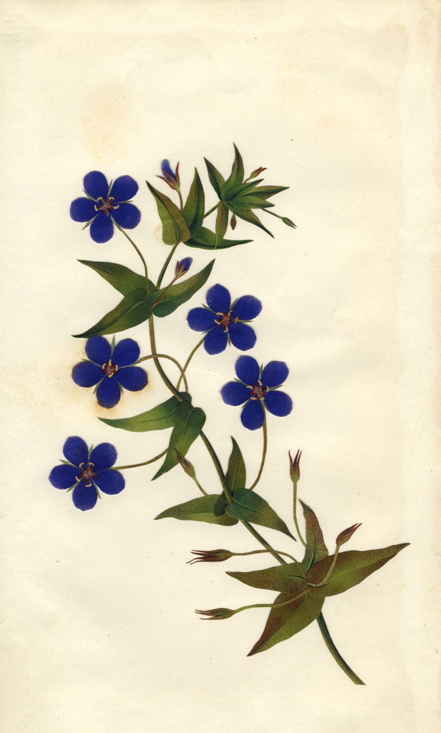 Circle Of Mary Delany Blue Pimpernel Flower Original 1840s Plant Collage